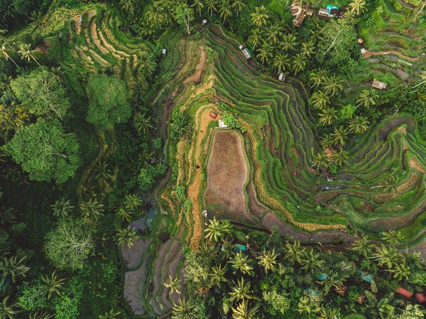 Comment explorer les villages traditionnels et les rizières en terrasse de Bali, Indonésie?